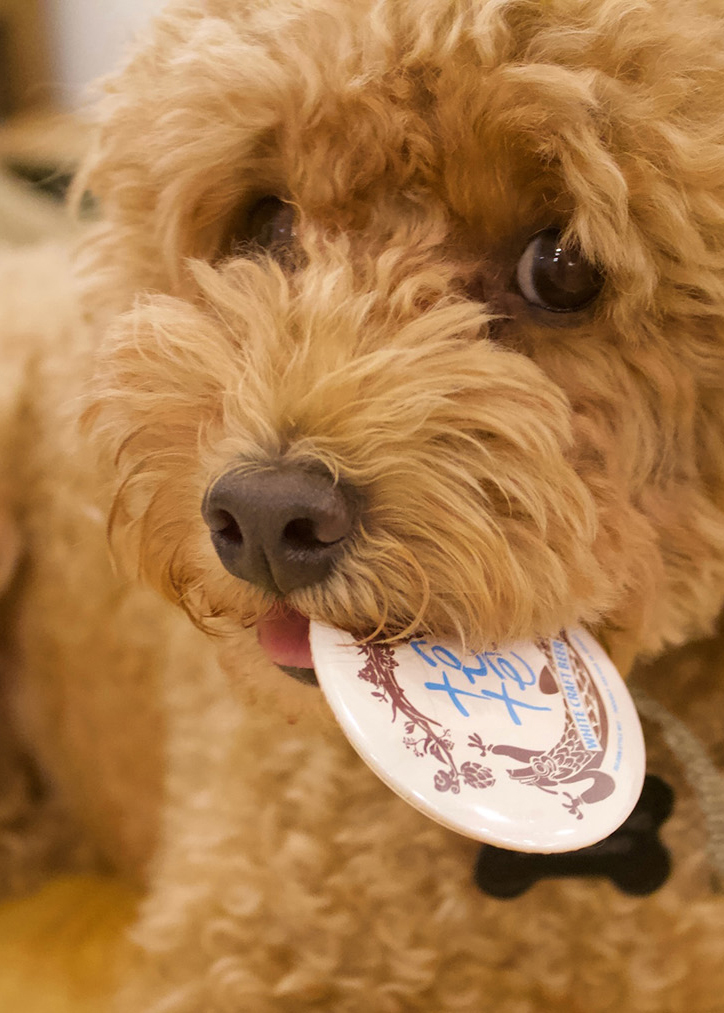 LIVIN Collective's mascot Nama the toy poodle