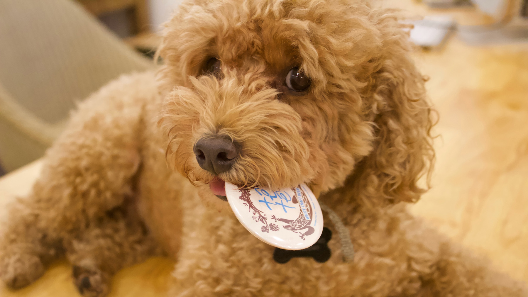 LIVIN Collective's mascot Nama the toy poodle